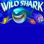 Wild Shark