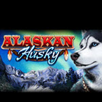 Alaskan Husky